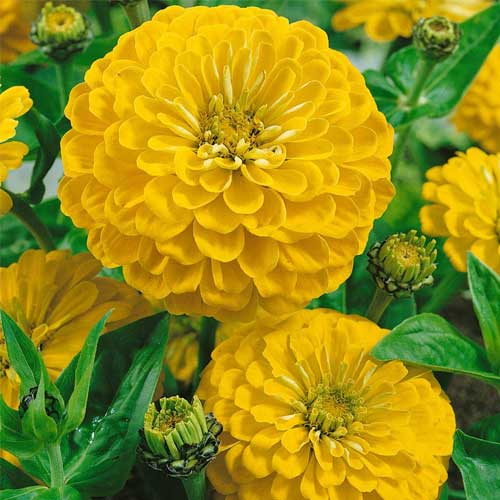 Premium Canary Zinnia Flower seeds for Planting Vibrant Colors, Heirloom & GMO Free Seeds for Home Garden Sale seeds
