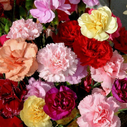 Dianthus Caryophyllus Mixed Flower Seeds for Planting