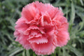 Pink Caryophyllus Flower seeds for Planting Shade Tolerant, Heirloom & GMO Free Seeds for Home Garden seeds for planting