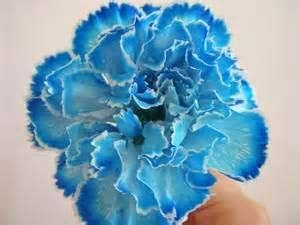 Dianthus Seeds for Garden Borders and Pots