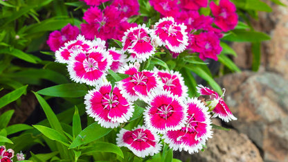 Heirloom Dianthus Flower seeds for Planting Premium Quality Heirloom & GMO Free Seeds for Home Garden