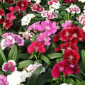 Mixed Dianthus Telstar Flower seeds for Planting Colorful Display, Heirloom & GMO Free Seeds for Home Garden seeds for planting