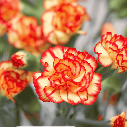 Heirloom Carnation Flower seeds for Planting Shade Tolerant Heirloom & GMO Free Seeds for Home Garden