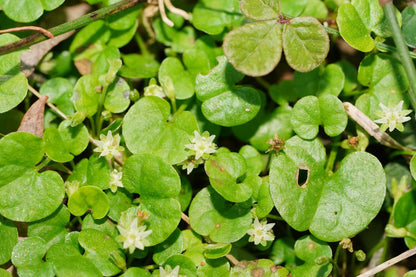 Dichondra Repen Flower seeds for Planting Low Maintenance Heirloom & GMO Free Seeds for Home Garden