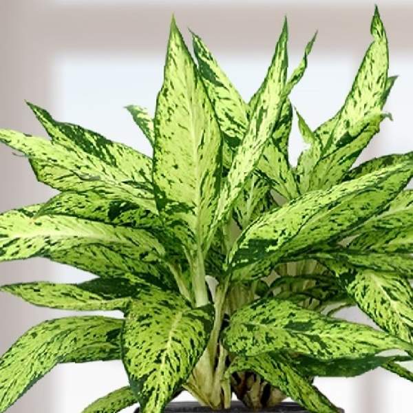 High quality Green Sansevieria Flower seeds for Planting Wildflower Mix, Heirloom & GMO Free Seeds for Home Garden seeds pack
