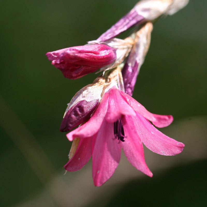 Dierama Flower seeds for Planting Pollinator Friendly Heirloom & GMO Free Seeds for Home Garden
