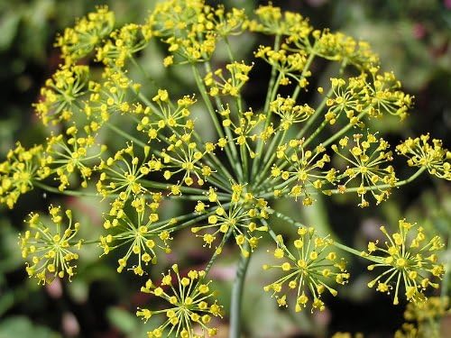 Mammoth Dill seeds planting and growing guide