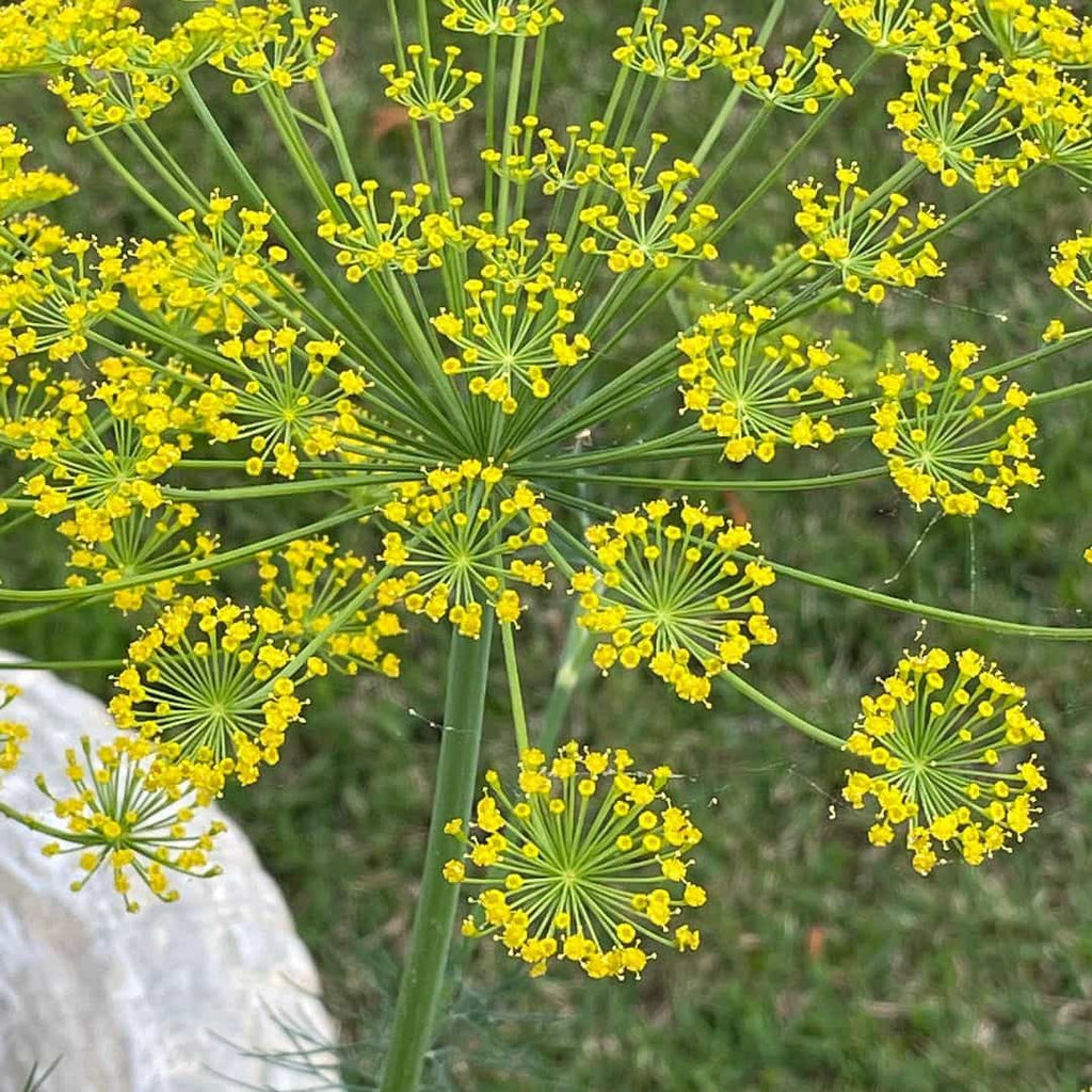 Fennel Flower seeds for Planting Pollinator Friendly, Heirloom & GMO Free Seeds for Home Garden vegetable and garden seeds