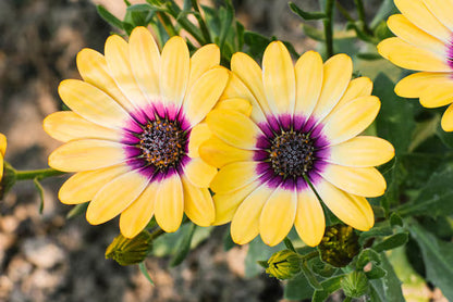 Dimorphotheca Flower seeds for Planting Shade Tolerant Heirloom & GMO Free Seeds for Home Garden