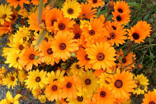 Premium Cape Marigold Flower seeds for Planting Easy to Grow, Heirloom & GMO Free Seeds for Home Garden seeds