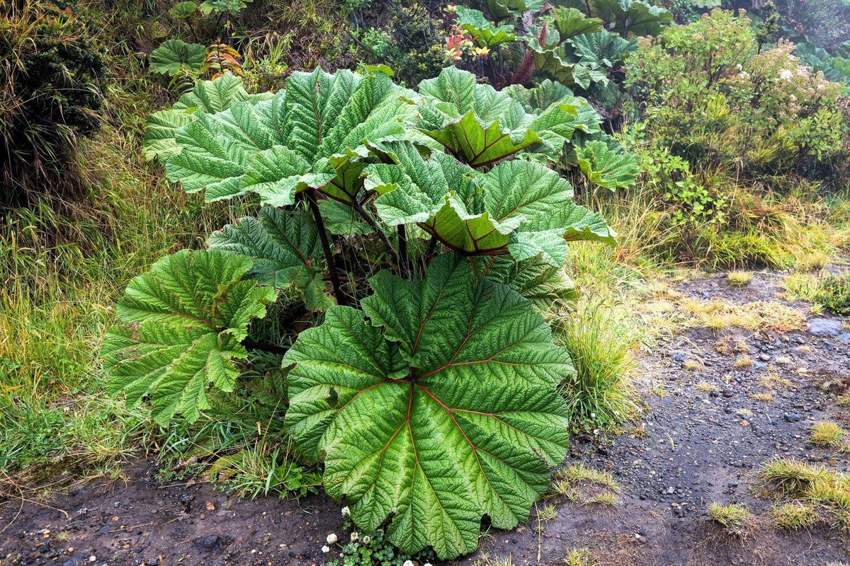 Gunnera insignis used as focal point in water garden landscape