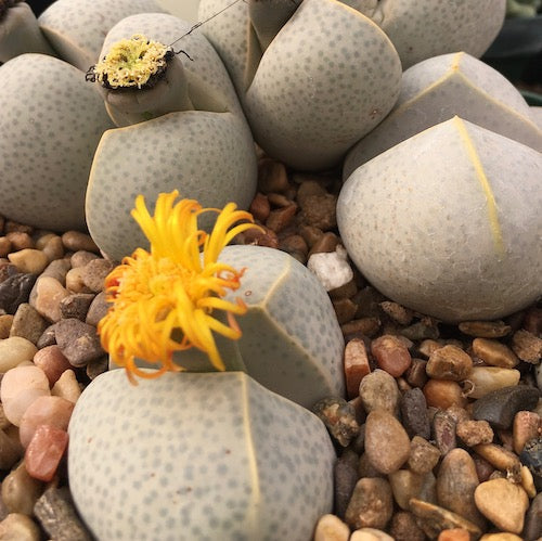 Dinteranthus Wilmotianus Succulent Flower seeds for Planting, Premium Quality Heirloom & GMO Free Seeds for Home Garden