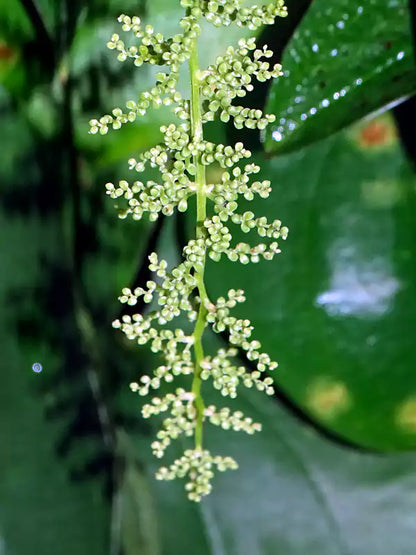 Dioscorea Flower seeds for Planting Garden Favorite Heirloom & GMO Free Seeds for Home Garden