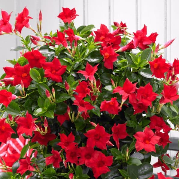 Dipladenia Flower seeds for Planting - Compact Growth, Heirloom & GMO Free Seeds for Home Garden