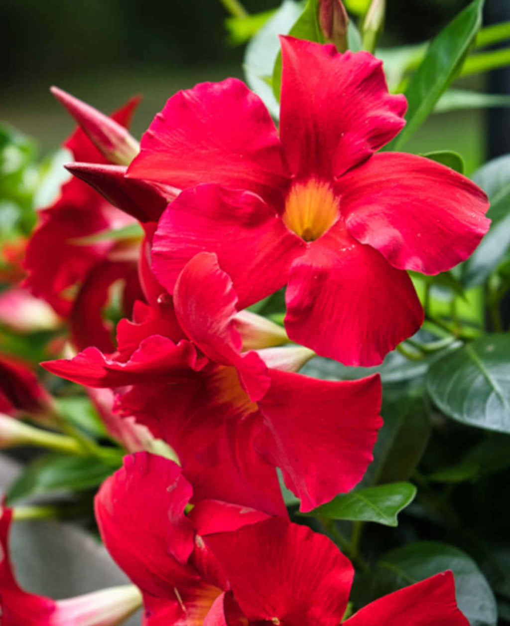 Premium Dipladenia Flower seeds for Planting Colorful Display Heirloom & GMO Free Seeds for Home Garden seeds