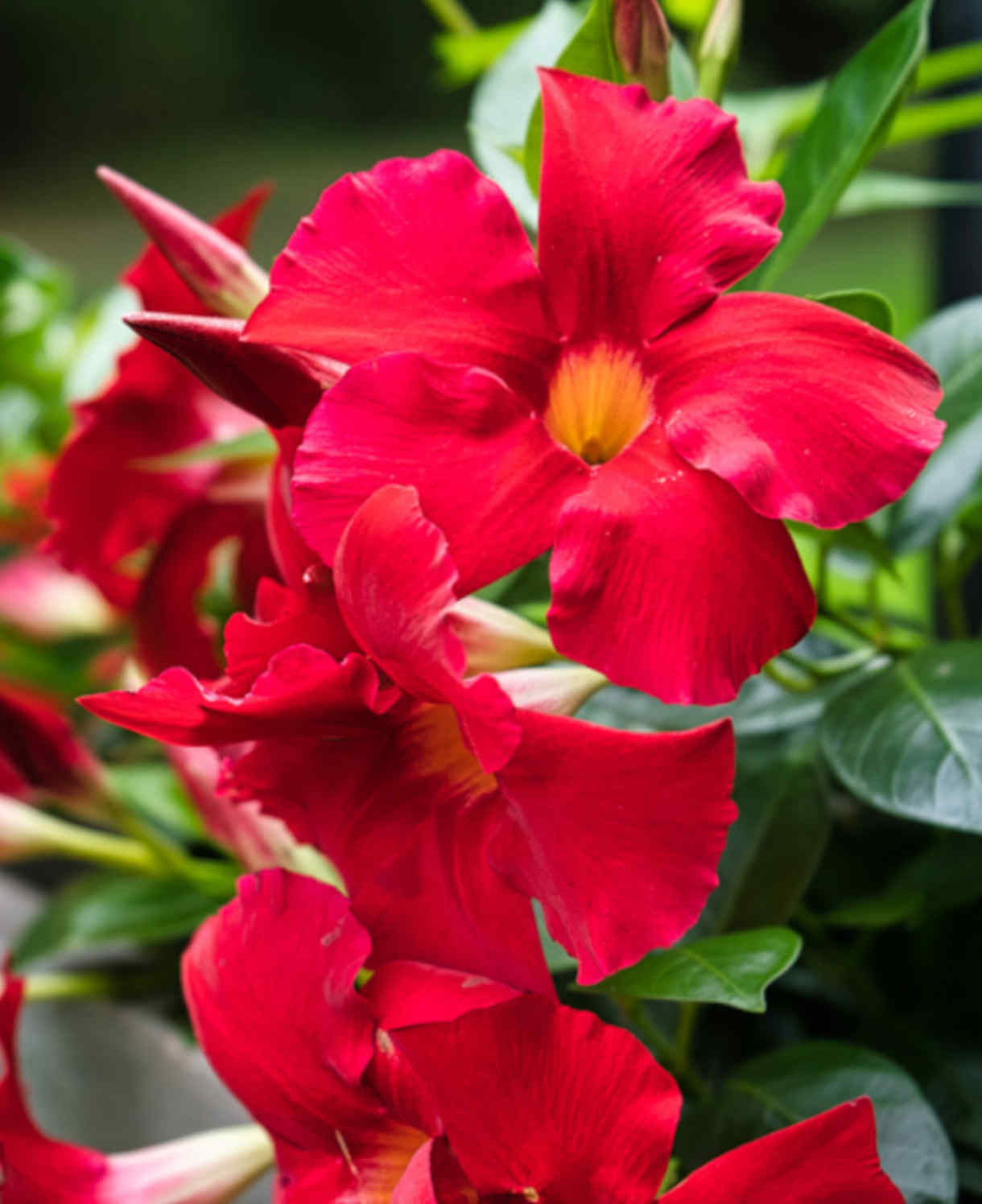 Premium Dipladenia Flower seeds for Planting Colorful Display Heirloom & GMO Free Seeds for Home Garden seeds