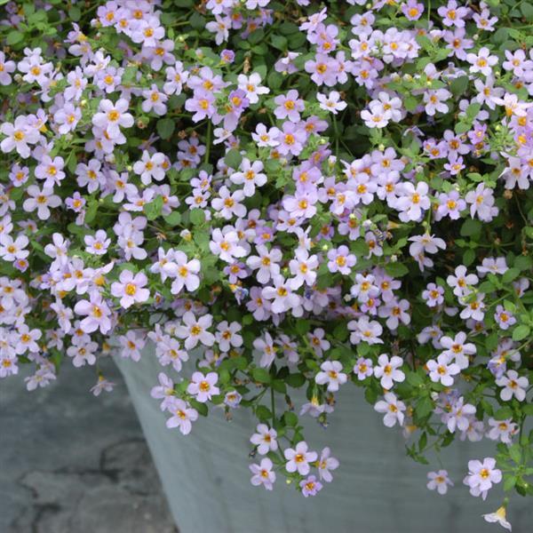 High quality Bacopa Blutopia Flower seeds for Planting Premium Quality, Heirloom & GMO Free Seeds for Home Garden seeds pack