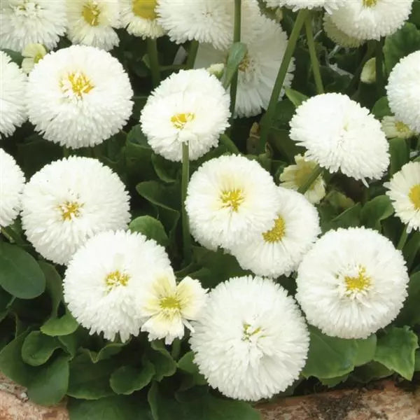High quality White Bellis Perennis Flower seeds for Planting Easy to Grow, Heirloom & GMO Free Seeds for Home Garden seeds pack