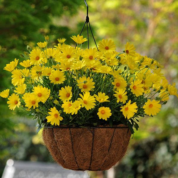 High quality Yellow Osteospermum Flower seeds for Planting Bright Blooms, Heirloom & GMO Free Seeds for Home Garden seeds pack