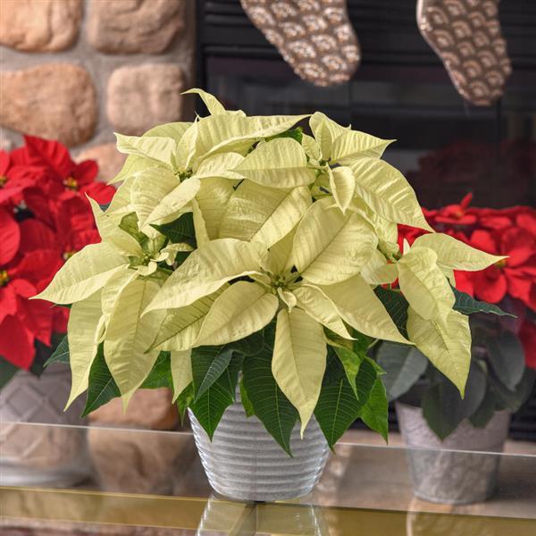 High quality Light Yellow Poinsettia Flower seeds for Planting Pollinator Friendly, Heirloom & GMO Free Seeds for Home Garden seeds pack