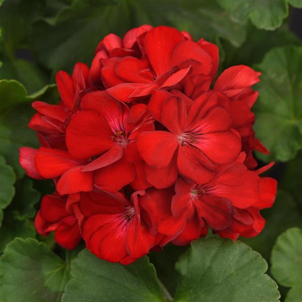 Red Geranium Breakaway Flower seeds for Planting Drought Tolerant, Heirloom & GMO Free Seeds for Home Garden seeds for home gardening