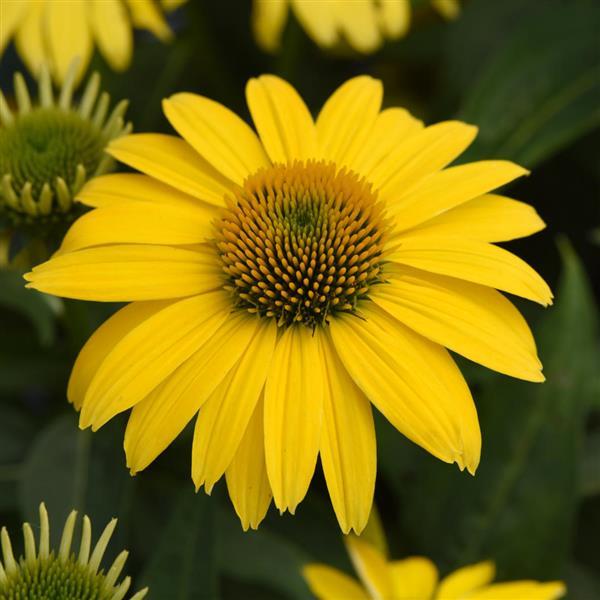 ConeFlower seeds for Planting Sun Loving Heirloom & GMO Free Seeds for Home Garden