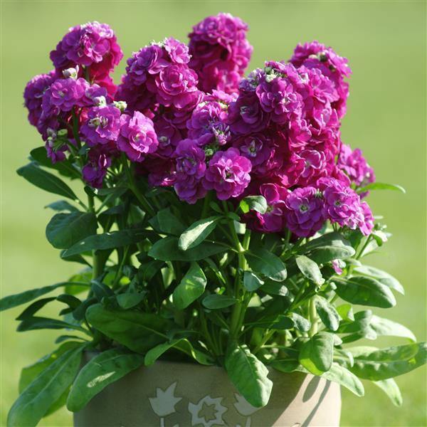 Matthiola Incana Deep Purple Flower seeds for Planting Garden Favorite, Heirloom & GMO Free Seeds for Home Garden seeds for planting