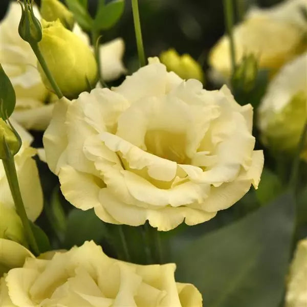 Premium Yellow Lisianthus Flower seeds for Planting Cottage Garden Essential, Heirloom & GMO Free Seeds for Home Garden seeds