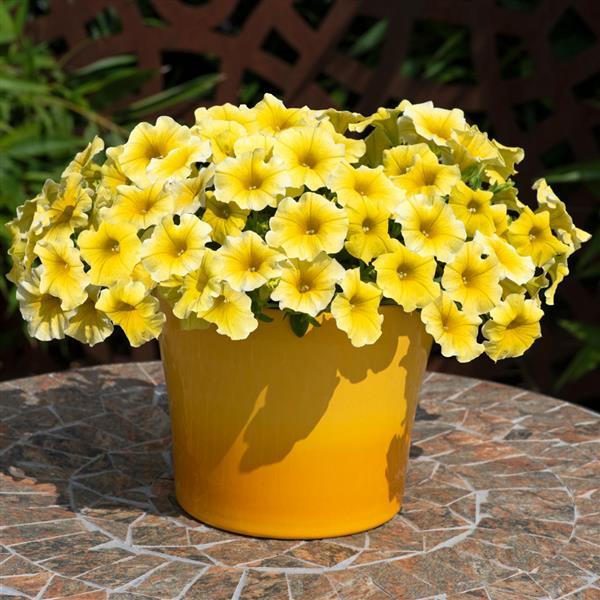 Premium White Yellow Calibrachoa Flower seeds for Planting Wildflower Mix, Heirloom & GMO Free Seeds for Home Garden seeds
