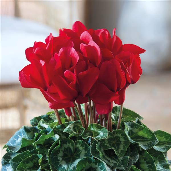 Red Cyclamen Flower seeds for Planting - Colorful Display, Heirloom & GMO Free Seeds for Home Garden