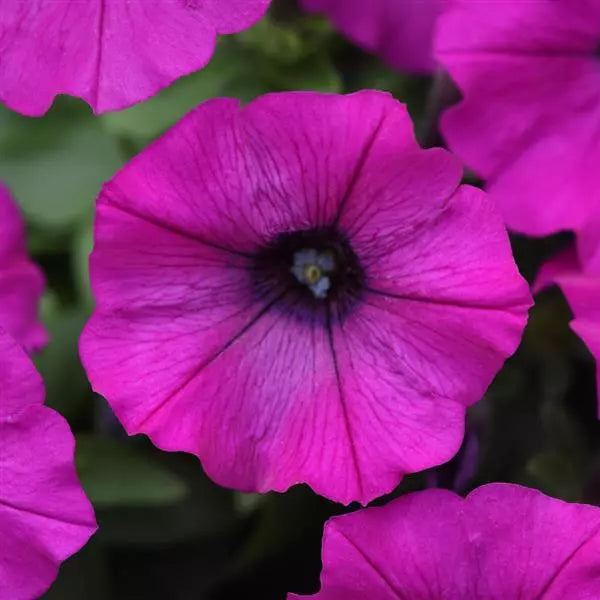 Pink Trailing Petunia Flower seeds for Planting Hardy Variety, Heirloom & GMO Free Seeds for Home Garden vegetable and garden seeds