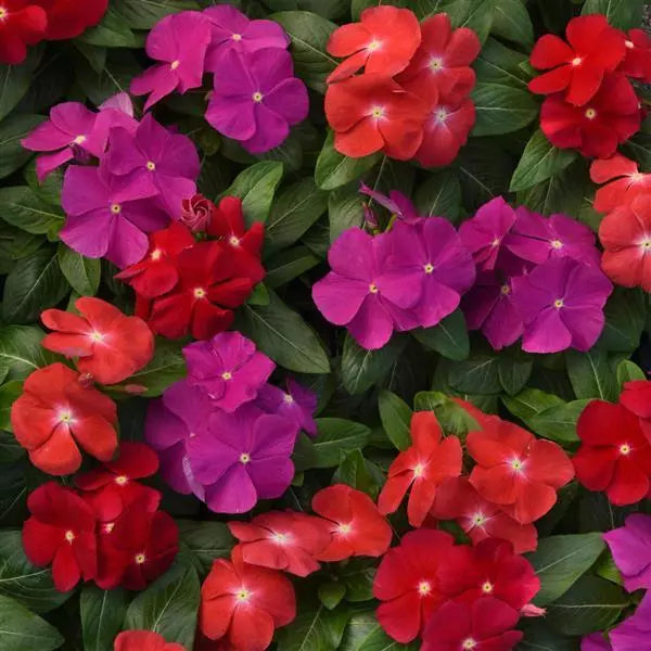 Premium Mixed Vinca Flower seeds for Planting Garden Favorite, Heirloom & GMO Free Seeds for Home Garden seeds