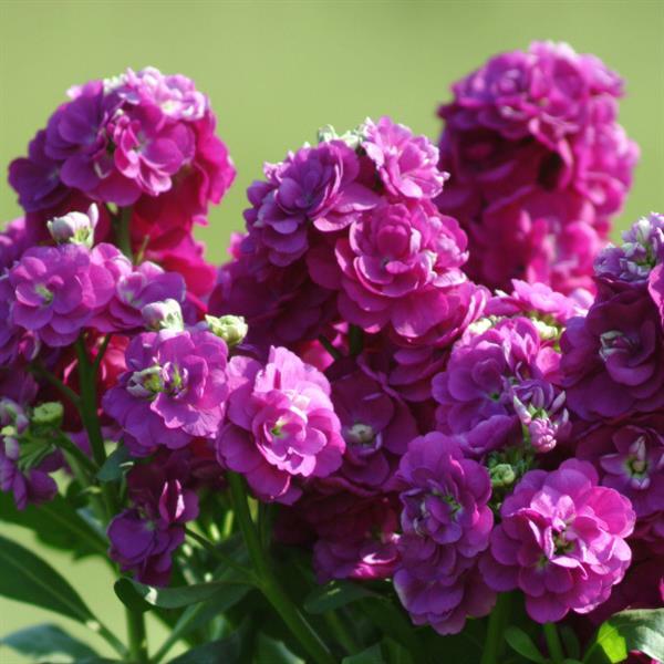 High quality Matthiola Incana Deep Purple Flower seeds for Planting Garden Favorite, Heirloom & GMO Free Seeds for Home Garden seeds pack