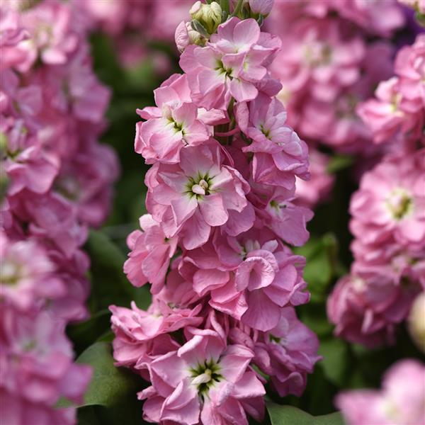 Baby Pink Matthiola Incana Flower seeds for Planting Fragrant Blossoms, Heirloom & GMO Free Seeds for Home Garden seeds for planting