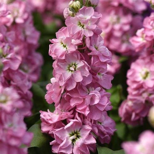 Baby Pink Matthiola Incana Flower seeds for Planting Fragrant Blossoms, Heirloom & GMO Free Seeds for Home Garden seeds for planting