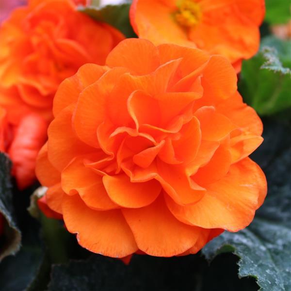 Orange Begonia Flower seeds for Planting Hardy Variety, Heirloom & GMO Free Seeds for Home Garden vegetable and garden seeds