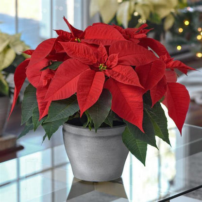 Poinsettia Euphorbia Flower seeds for Planting Pollinator Friendly Heirloom & GMO Free Seeds for Home Garden