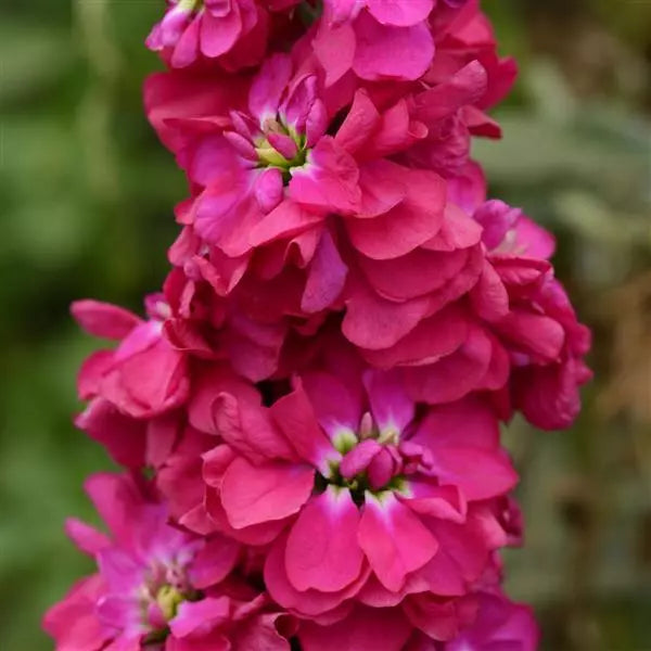 Premium Pink Matthiola Flower seeds for Planting Premium Quality, Heirloom & GMO Free Seeds for Home Garden seeds