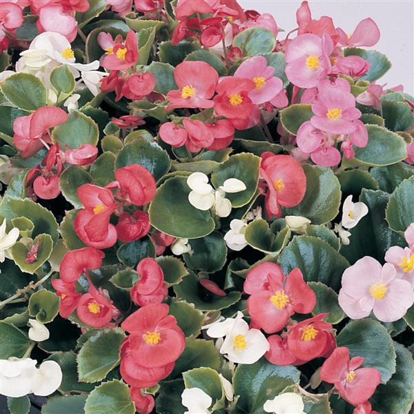 Begonia SemiTrailing Flower seeds for Planting Easy to Grow Heirloom & GMO Free Seeds for Home Garden