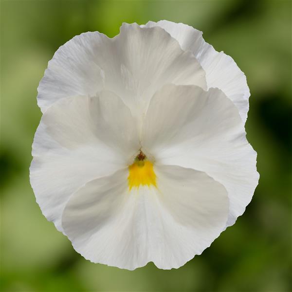 Pansy White Flower seeds for Planting Bright Blooms, Heirloom & GMO Free Seeds for Home Garden seeds for planting
