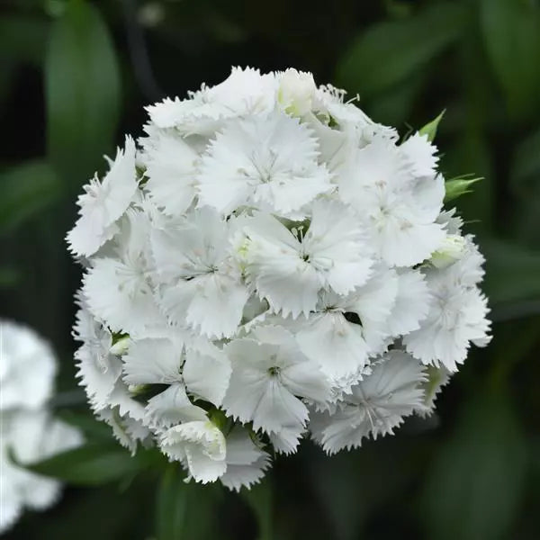 White Dianthus Flower seeds for Planting Compact Growth, Heirloom & GMO Free Seeds for Home Garden vegetable and garden seeds