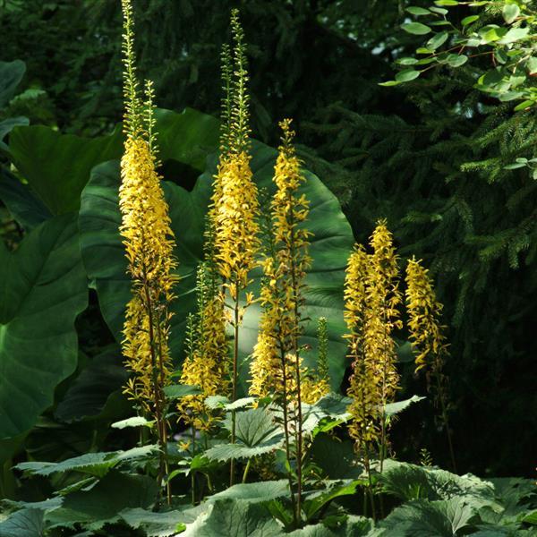 Ligularia Przewalskii Flower seeds for Planting Compact Growth Heirloom & GMO Free Seeds for Home Garden