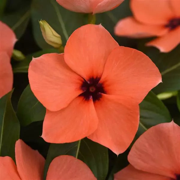 Orange Periwinkle Flower seeds for Planting Pollinator Friendly, Heirloom & GMO Free Seeds for Home Garden seeds for planting