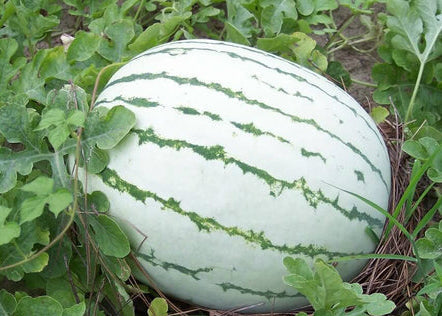 Dixie Queen Watermelon (Citrullus lanatus) seeds for planting