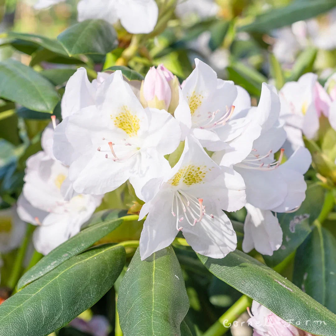 Catawbiense Flower seeds for Planting Bright Blooms Heirloom & GMO Free Seeds for Home Garden