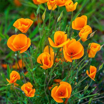 Cali Flower seeds for Planting Premium Quality Heirloom & GMO Free Seeds for Home Garden