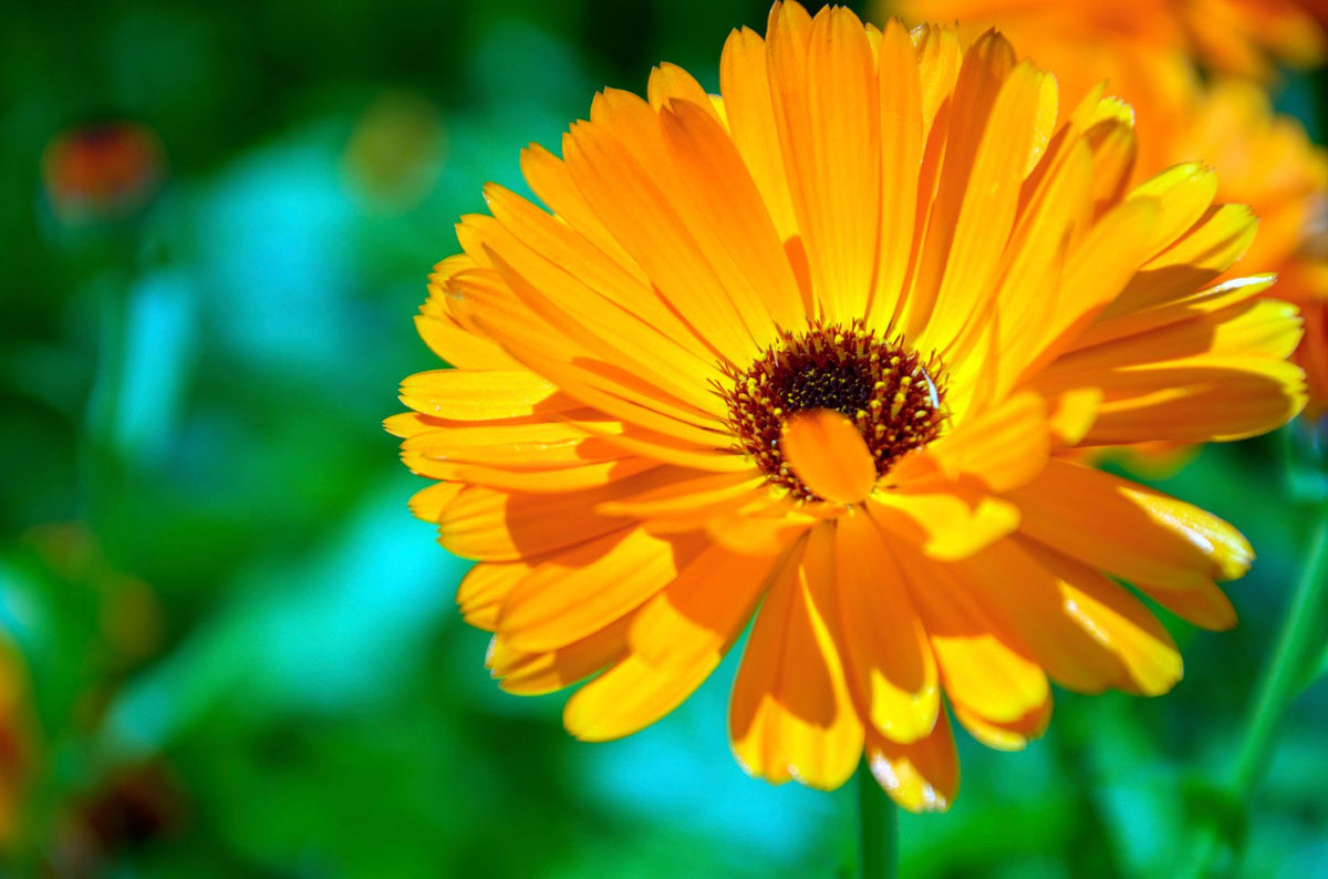 Calendula Flower seeds for Planting Seasonal Bloomer Heirloom & GMO Free Seeds for Home Garden