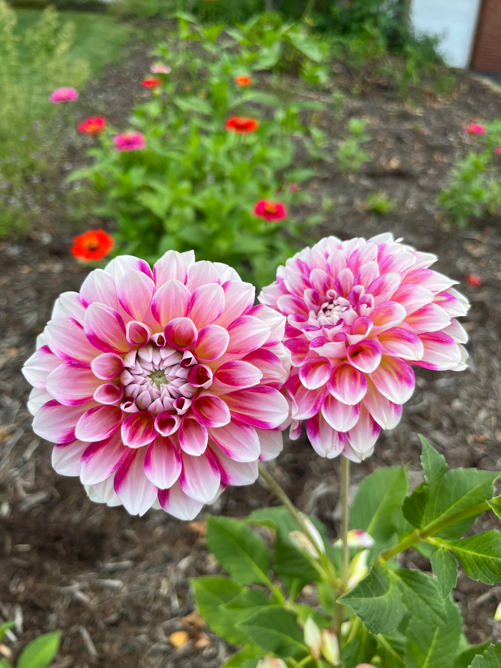 Zinnia White Pink Flower seeds for Planting Garden Favorite, Heirloom & GMO Free Seeds for Home Garden vegetable and garden seeds