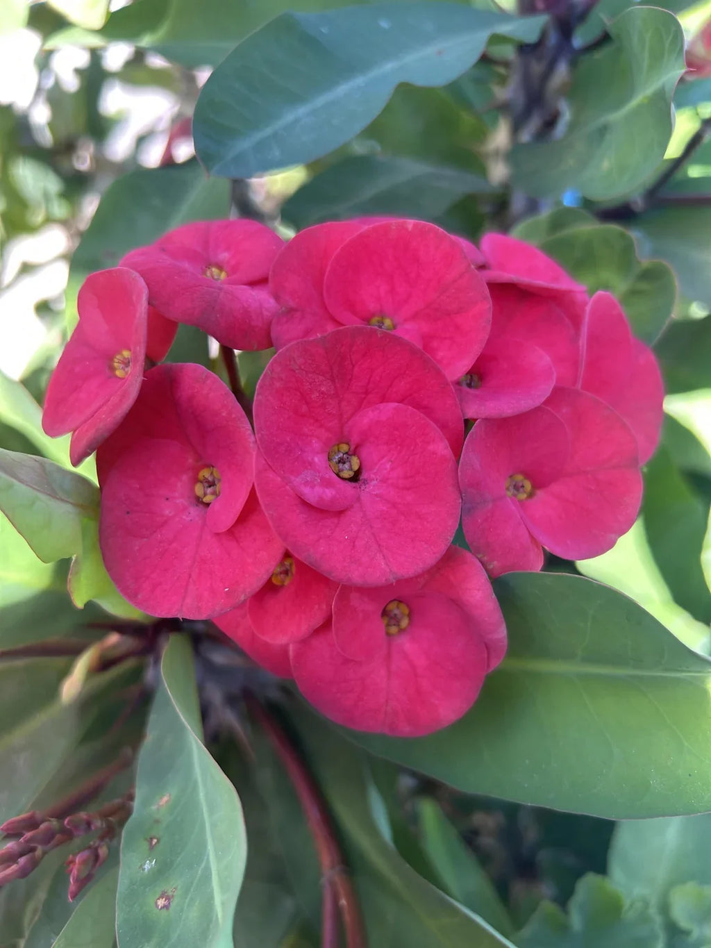 Purple Euphorbia Milii Flower seeds for Planting Colorful Display, Heirloom & GMO Free Seeds for Home Garden vegetable and garden seeds