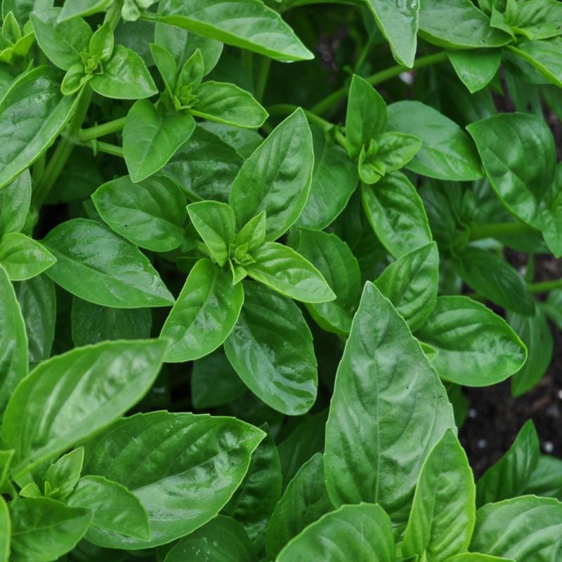 Dolce Fresca Basil seeds compact glossy green variety